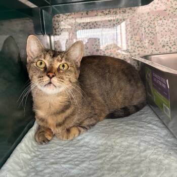 Tess -  Domestic Short Hair Cat for Adoption in Springtown, Texas - Tess | PetCurious