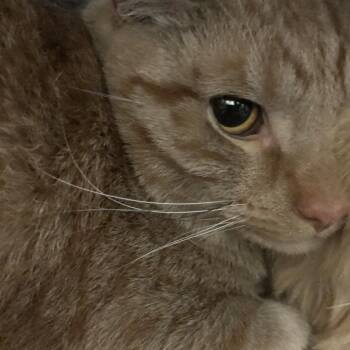 Domestic Short Hair Cats Available for Adoption in Philadelphia, Pennsylvania - Ginger FKA Joey | PetCurious