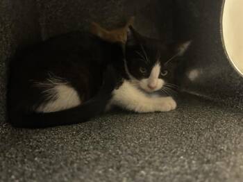 A272339 -  Domestic Short Hair Cat for Adoption in Chula Vista, California - A272339 | PetCurious