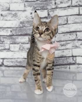 Tori the Torbie -  Torbie and Tabby Cat for Adoption in Tuscaloosa, Alabama - Tori The Torbie | PetCurious
