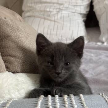 Maggie -  Russian Blue and Domestic Short Hair Cat for Adoption in Tustin, California - Maggie | PetCurious