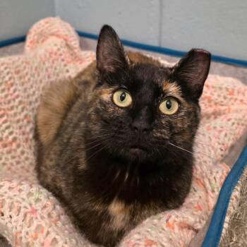 Domestic Short Hair Cats Available for Adoption in Smithtown, New York - Mamita | PetCurious