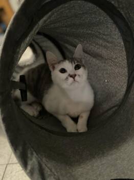 Chloe -  Domestic Short Hair Cat Available for Adoption in South Pasadena, California - Chloe | PetCurious