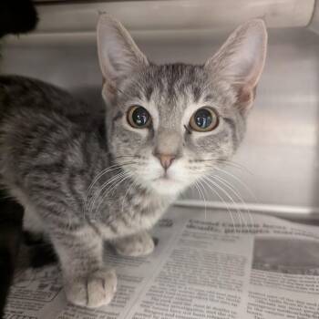 Light -  Domestic Short Hair Cat for Adoption in Springfield, Illinois - Light | PetCurious