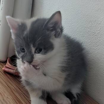 Princess Bride Litter- Buttercup -  Domestic Short Hair Cat Available for Adoption in Washington, District Of Columbia - Princess Bride Litter- Buttercup | PetCurious