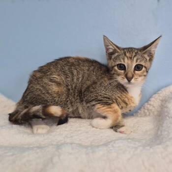 Lily -  Domestic Short Hair Cat for Adoption in Wahiawa, Hawaii - Lily | PetCurious