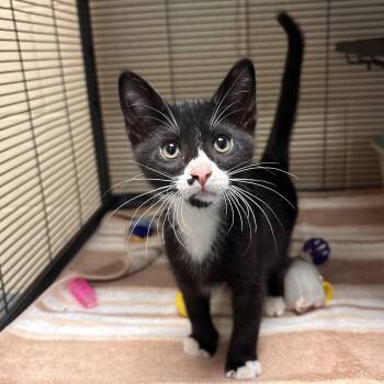 Luigi -  Domestic Short Hair Cat Available for Adoption in Charleston, South Carolina - Luigi | PetCurious