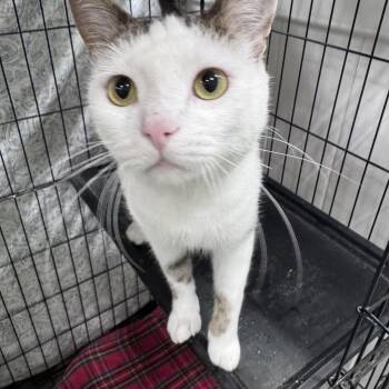 Nettle -  Domestic Short Hair Cat for Adoption in Mokena, Illinois - Nettle | PetCurious