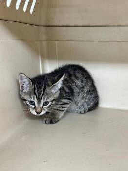 Gadget -  Tiger Cat for Adoption in Plymouth, Connecticut - Gadget | PetCurious