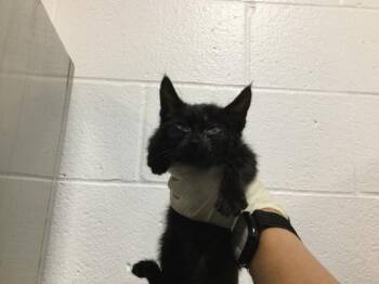 Domestic Short Hair Cats Available for Adoption in Thousand Palms, California - A1919399 | PetCurious