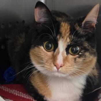 Butter -  Domestic Short Hair Cat for Adoption in Baltimore, Maryland - Butter | PetCurious