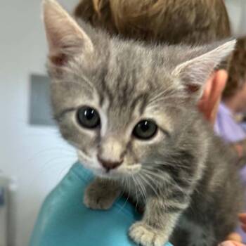 Domestic Short Hair Cats Available for Adoption in Stephenville, Texas - Apple Jack | PetCurious