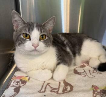 Twinkie -  Domestic Short Hair Cat for Adoption in Sioux City, Iowa - Twinkie | PetCurious