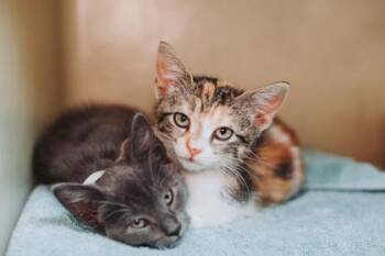 93852a Asia -  Domestic Short Hair Cat for Adoption in North Charleston, South Carolina - 93852a Asia | PetCurious