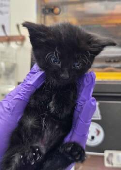 Raven -  Domestic Short Hair Cat for Adoption in Fruit Heights, Utah - Raven | PetCurious