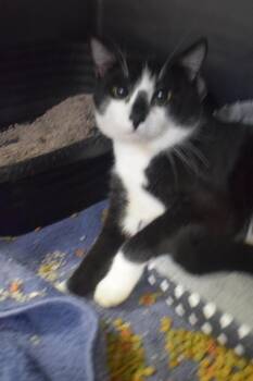 Domestic Short Hair Cats Available for Adoption - Thomas O