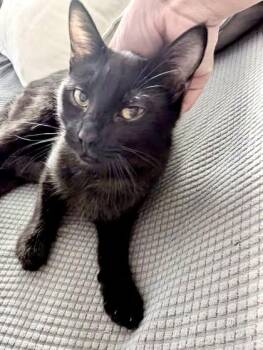 Domestic Short Hair Cats Available for Adoption in Vaughan, Ontario - Holiday (bonded With Horton) | PetCurious