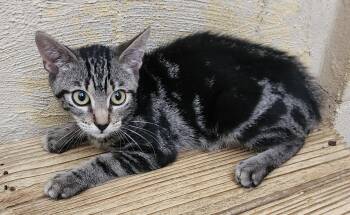 260589  Irony -  Domestic Short Hair Cat for Adoption in Wetumpka, Alabama - 260589  Irony | PetCurious