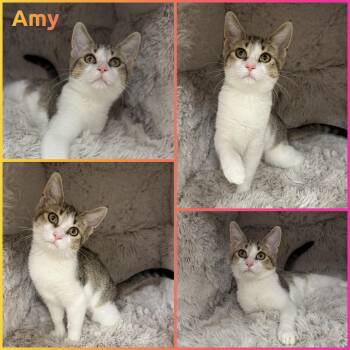 Amy -  British Shorthair Cat for Adoption in Windy Hills, Kentucky - Amy | PetCurious