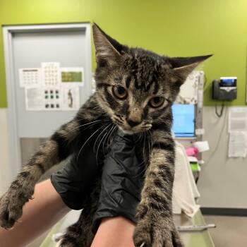 Peabody -  Domestic Short Hair Cat for Adoption in Las Cruces, New Mexico - Peabody | PetCurious