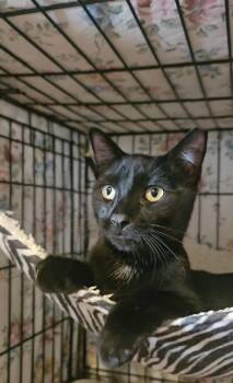 Rescue Domestic Short Hair Cats for Adoption in New York, New York - BINGO | PetCurious