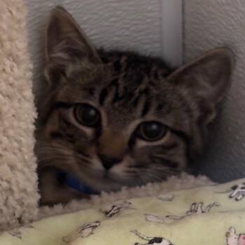 Gleam -  Domestic Medium Hair Cat for Adoption in Murray, Utah - Gleam | PetCurious