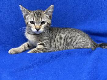Coke -  Domestic Short Hair Cat for Adoption in Valdosta, Georgia - Coke | PetCurious