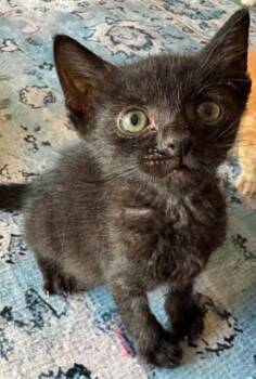 *Mopsy Dazzle -  Domestic Short Hair Cat for Adoption in Newnan, Georgia - *Mopsy Dazzle | PetCurious