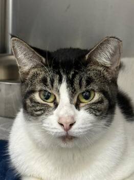 Rescue Domestic Short Hair Cats for Adoption in Fort Lauderdale, Florida - SIMONE | PetCurious