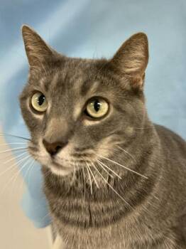 Prince -  Domestic Short Hair Cat for Adoption in Venice, Florida - Prince | PetCurious
