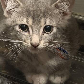 Barry -  Domestic Medium Hair and Bengal Cat for Adoption in Hoffman Estates, Illinois - Barry | PetCurious