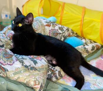 Domestic Short Hair Cats Available for Adoption in Prescott, Arizona - Agatha – Sleek Beauty With A Gentle Soul | PetCurious