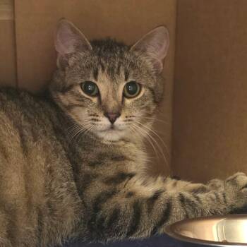 Curbside Pickup -  Domestic Short Hair Cat for Adoption in Gloucester, Virginia - Curbside Pickup | PetCurious