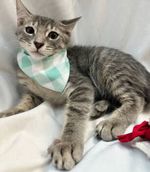 Rescue Domestic Medium Hair Cats for Adoption in Margate, Florida - PAOLO | PetCurious