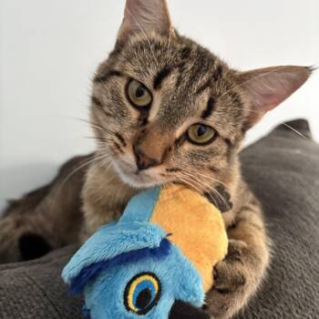 Angel -  Tabby Cat for Adoption in Grand Rapids, Michigan - Angel | PetCurious