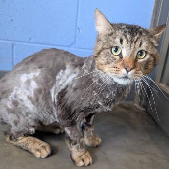Domestic Long Hair Cats Available for Adoption in Dekalb, Illinois - Salamander | PetCurious