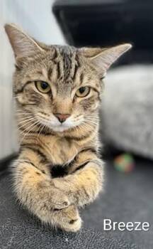 Domestic Short Hair Cats Available for Adoption in St. Catharines, Ontario - Breeze | PetCurious