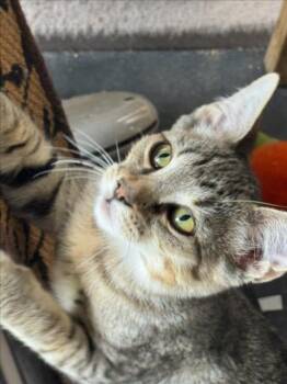 BUDDY -  Domestic Short Hair Cat for Adoption in Woodland, California - BUDDY | PetCurious