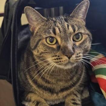 Shirley Girl -  Domestic Short Hair Cat for Adoption in Worcester, Massachusetts - Shirley Girl | PetCurious