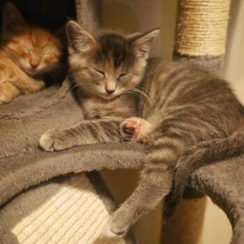 Kat -  Domestic Short Hair Cat for Adoption in Rochester, Minnesota - Kat | PetCurious