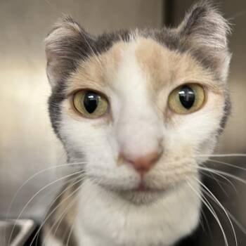 Domestic Short Hair Cats Available for Adoption in Pekin, Illinois - Tyra | PetCurious