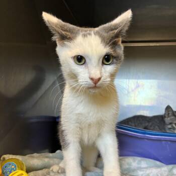 Steven -  Domestic Short Hair Cat for Adoption in King George, Virginia - Steven | PetCurious