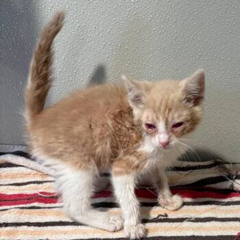 IVHS-Stray-138732 -  Domestic Short Hair Cat for Adoption in San Gabriel, California - IVHS-Stray-138732 | PetCurious