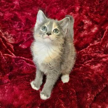 Violet -  Dilute Tortoiseshell and Domestic Short Hair Cat for Adoption in Searcy, Arkansas - Violet | PetCurious