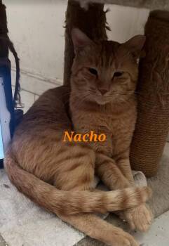 Nacho -  Domestic Short Hair Cat Available for Adoption in Town 