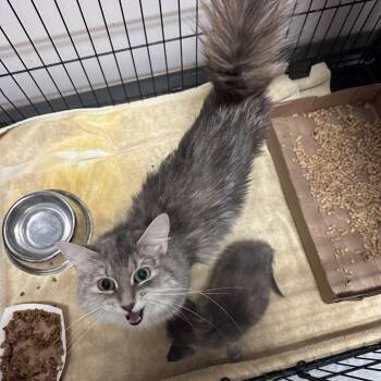 Kitty Perry -  Domestic Short Hair Cat for Adoption in Branson, Missouri - Kitty Perry | PetCurious
