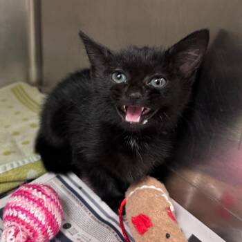 Spencer -  Domestic Medium Hair Cat for Adoption in Winston-salem, North Carolina - Spencer | PetCurious