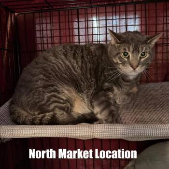 Domestic Short Hair Cats Available for Adoption - Lennox | PetCurious