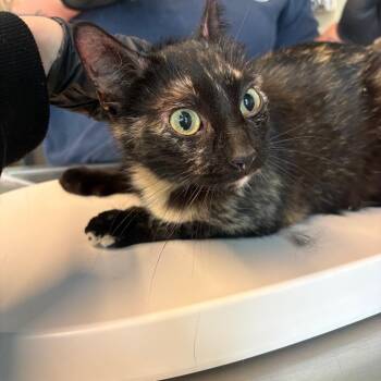 Hermes -  Domestic Short Hair Cat for Adoption in Huntington, West Virginia - Hermes | PetCurious