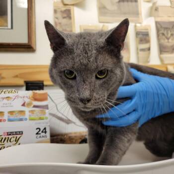 Domestic Short Hair Cats Available for Adoption in New York, New York - Hammy | PetCurious